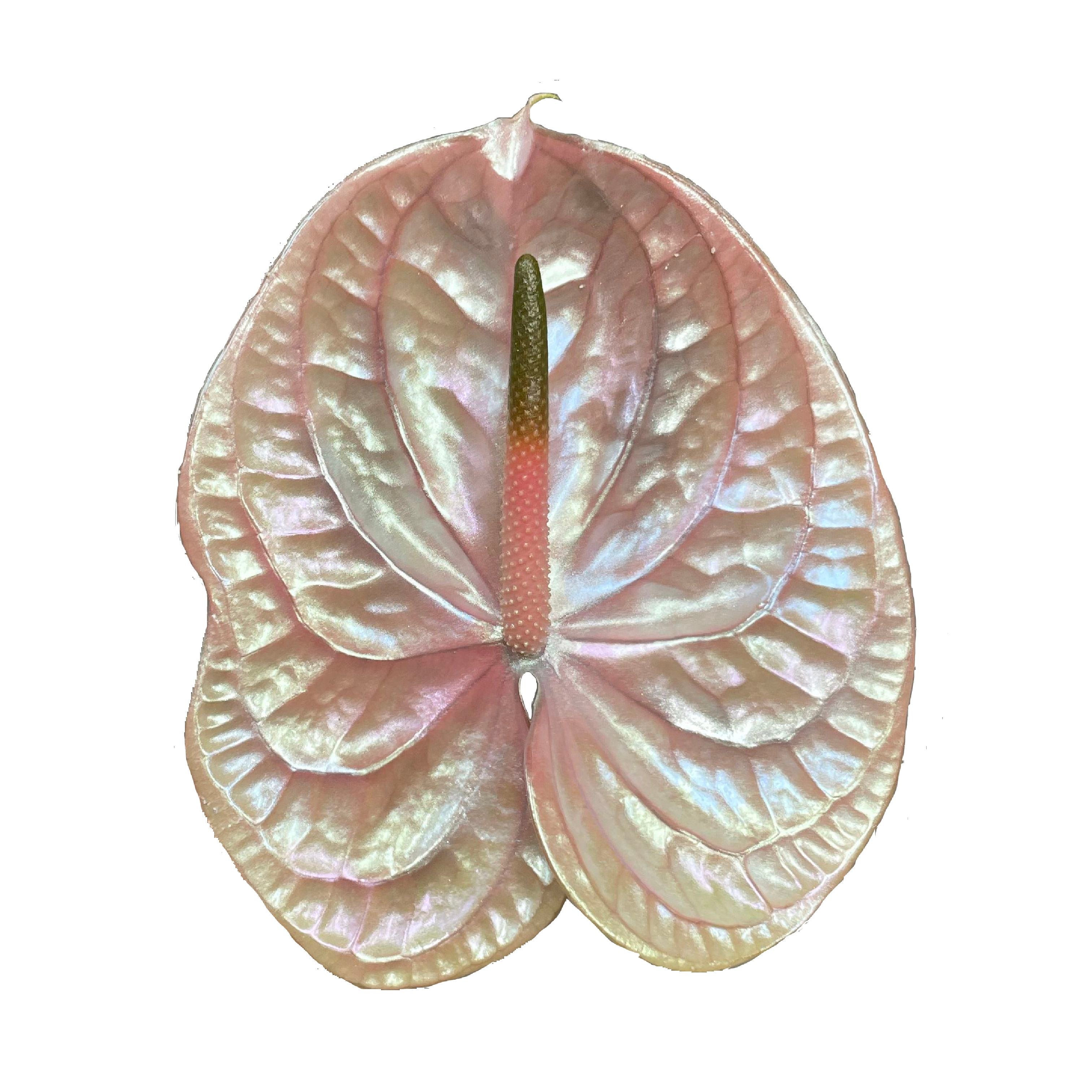 Abalone